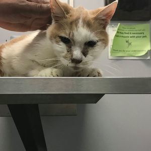 Meet your Posher, Pat